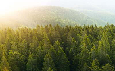 AF&PA Supports Congressional Engagement on European Union Deforestation Regulation