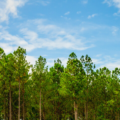 Growing forest and blue sky